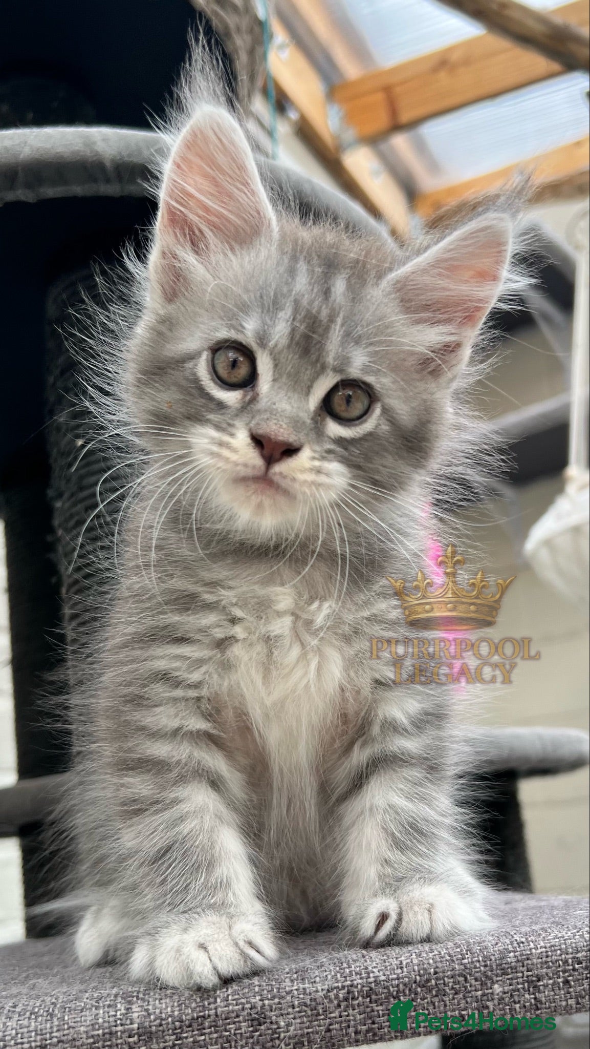 Maine Coon cats TICA registred Maine coon kittens. Rare colours  - Advert 2