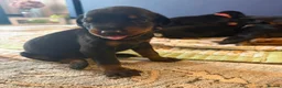 Dobermann dogs for sale: Beautiful Pure Dobermans Litter – 4 Boys & 2 Girls - Advert 2