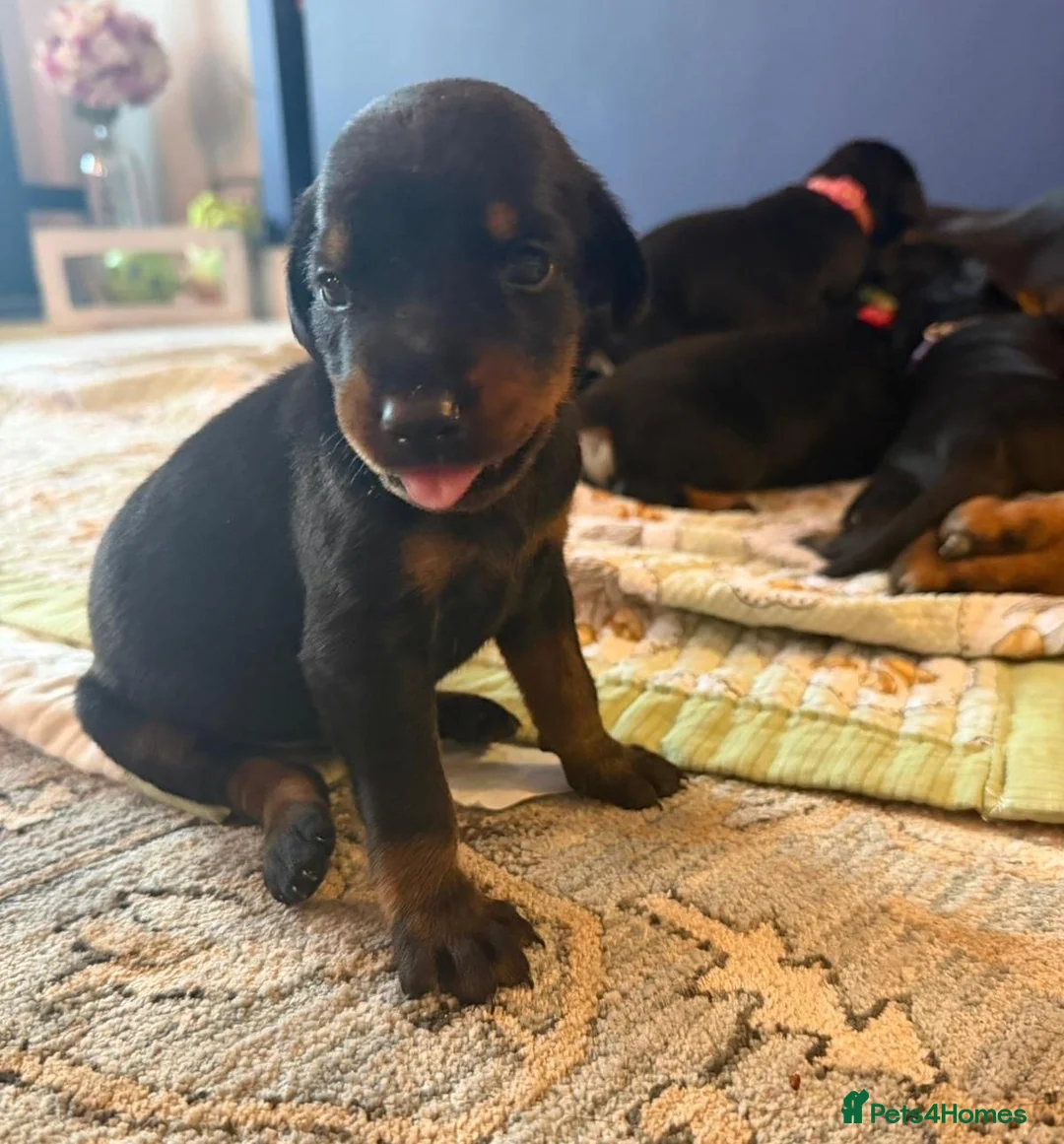 Dobermann dogs for sale: Beautiful Pure Dobermans Litter – 4 Boys & 2 Girls - Advert 2