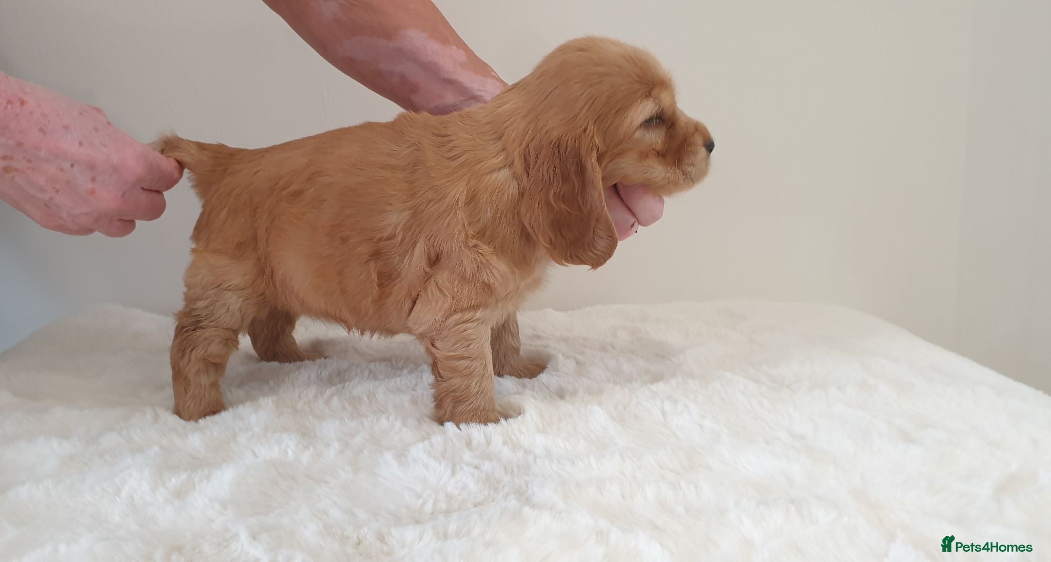 Cocker Spaniel dogs Show line K.C Cocker Spaniel Puppies  - Advert 2