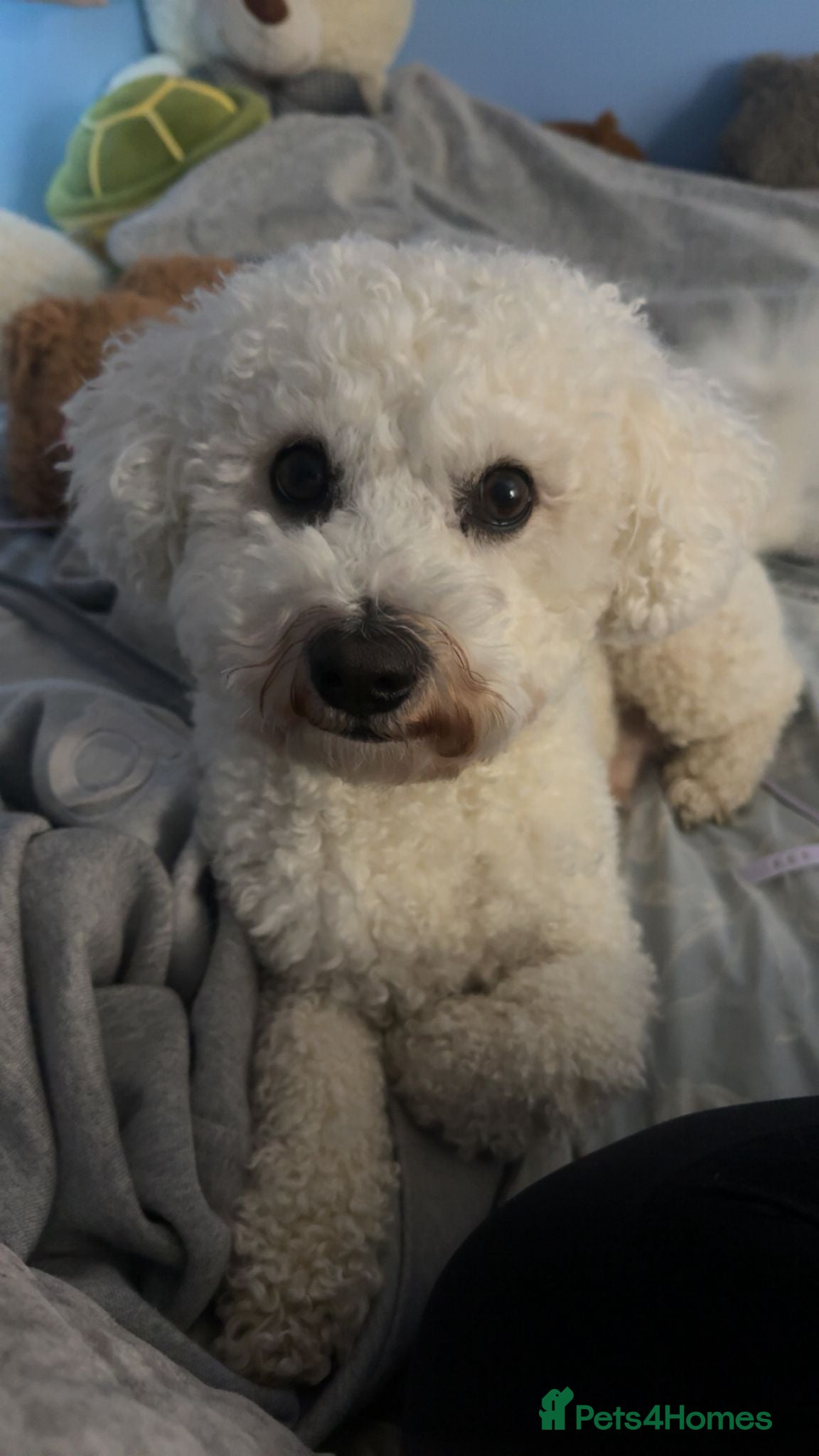Bichon Frise dogs Bichon Frise for stud in Glasgow - Advert 1
