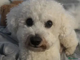 Bichon Frise dogs Bichon Frise for stud in Glasgow - Advert 1