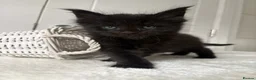 Maine Coon cats for sale: 🐈🐈‍⬛ Russian/European Bloodline Kittens 💕🐱 - Advert 24