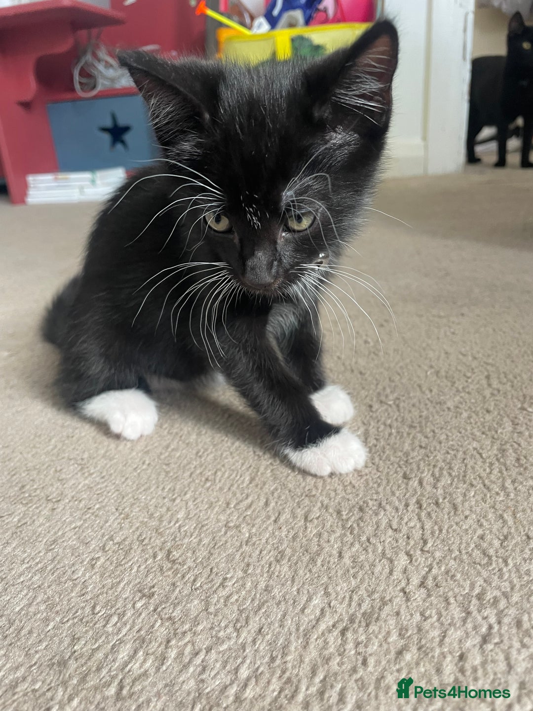 Mixed Breed cats for sale: 2 female kittens 1 male kitten for sale  - Image 6