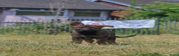 German Shepherd dogs for sale: kc reg working line GSD - Advert 9