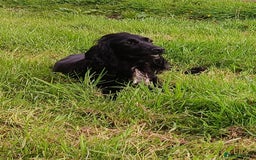 Cockerdor dogs for sale: Gorgeous cockador Puppies - Image 3