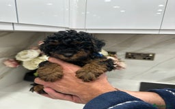 Toy Poodle dogs for sale: Beautiful Toy Poodle Puppies for Sale - Image 3