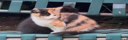 Mixed Breed cats for sale: Stunning Calico BSH - Advert 4