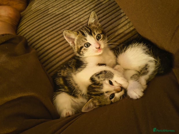 British Shorthair cats - Advert 14