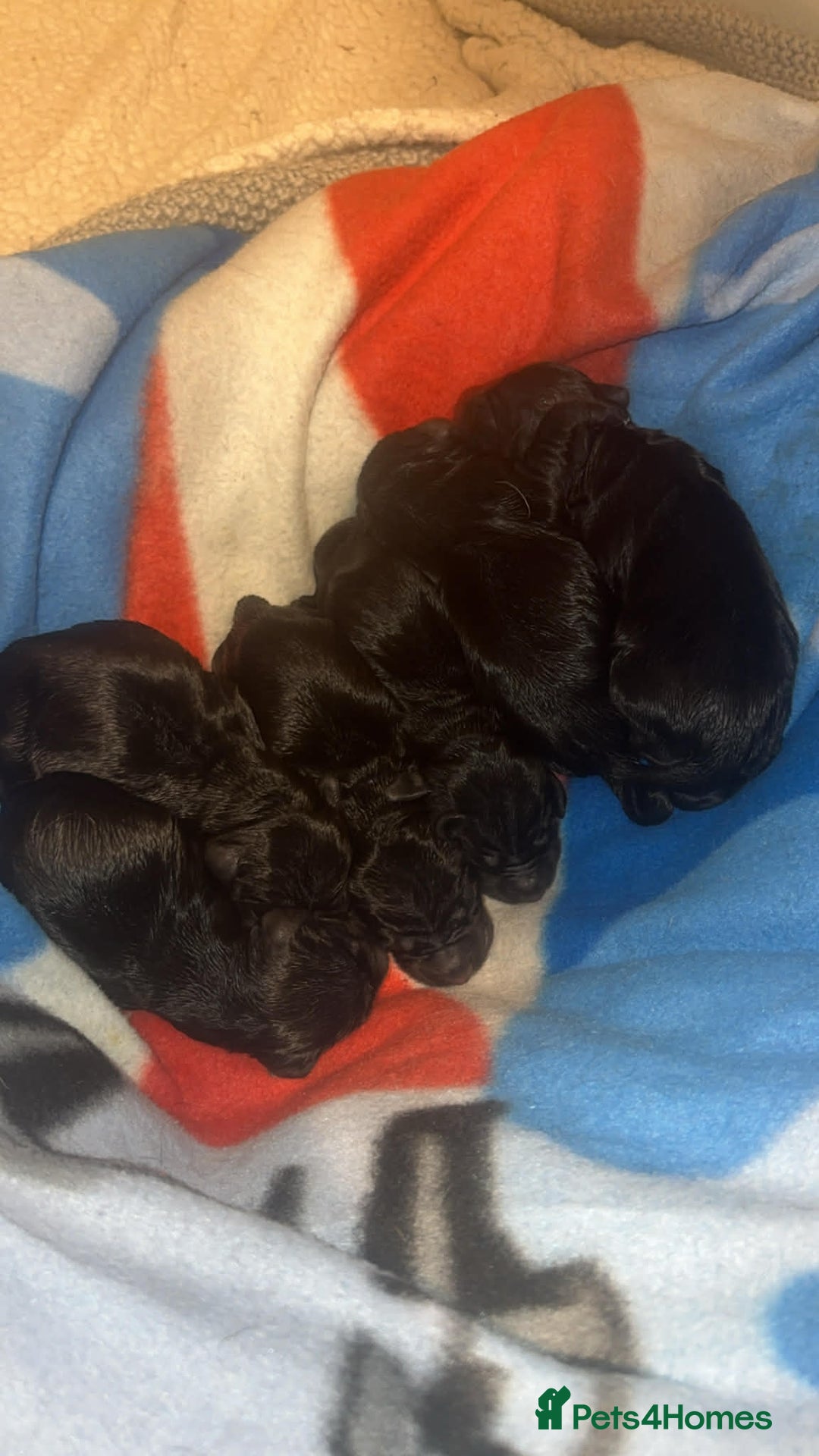 Sprocker dogs for sale: F2 sprockers puppies  - Advert 8