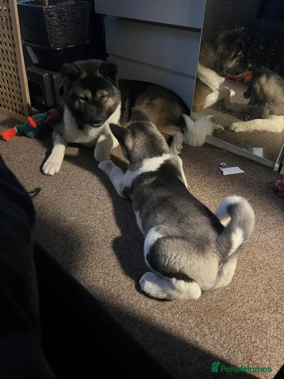 Akita dogs for stud: ***Chico’s finding LOVE… Proven Stud*** - Advert 3