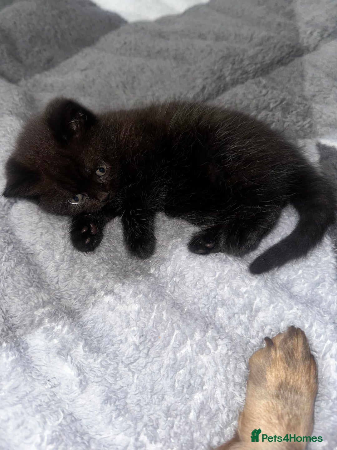 British Shorthair cats for sale: Black bsh kitten  - Image 3