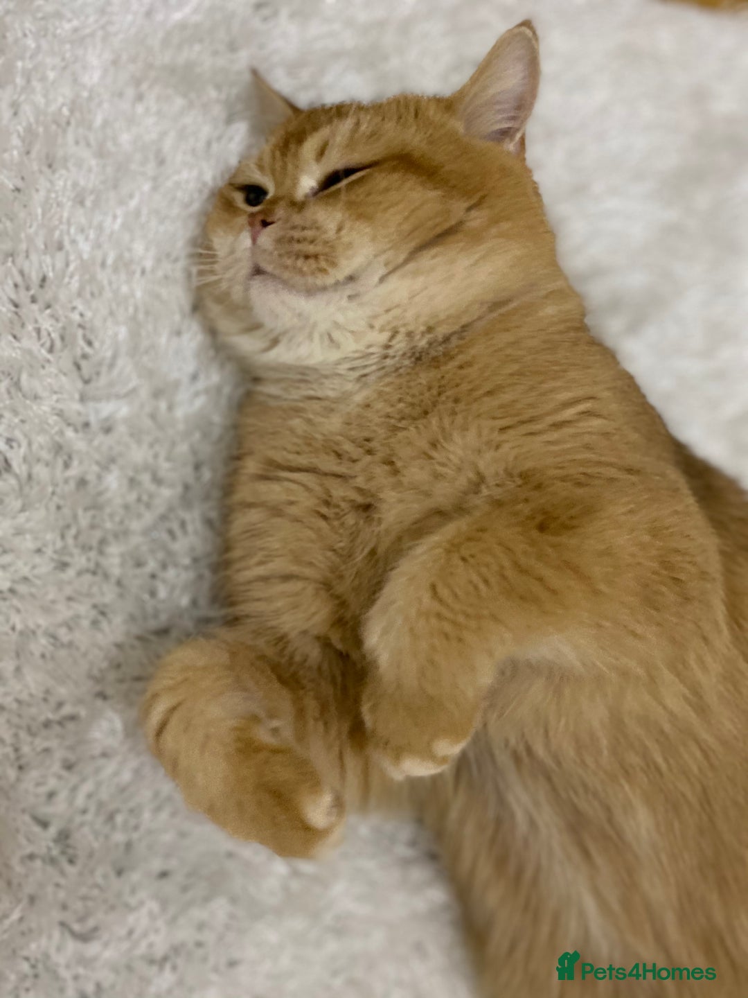 British Shorthair cats for sale: Champion lines for adoption  - Image 18