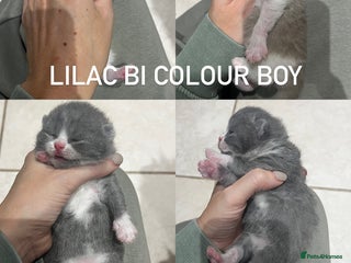British Shorthair cats 🏆 Beautiful litter british shorthair babies 🥇 - Advert 13
