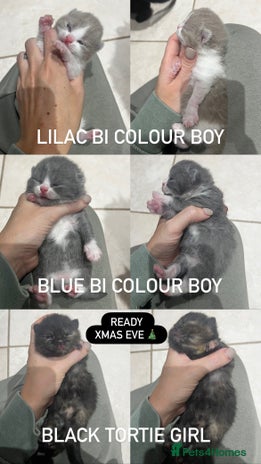 British Shorthair cats 🏆 Beautiful litter british shorthair babies 🥇 - Advert 15