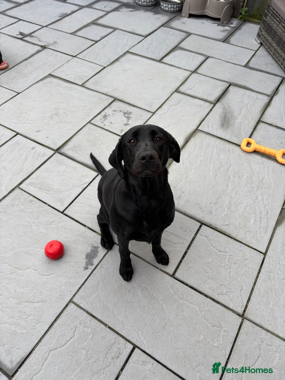 Labrador Retriever dogs for sale: Black Lab Female (7 months) - Advert 2