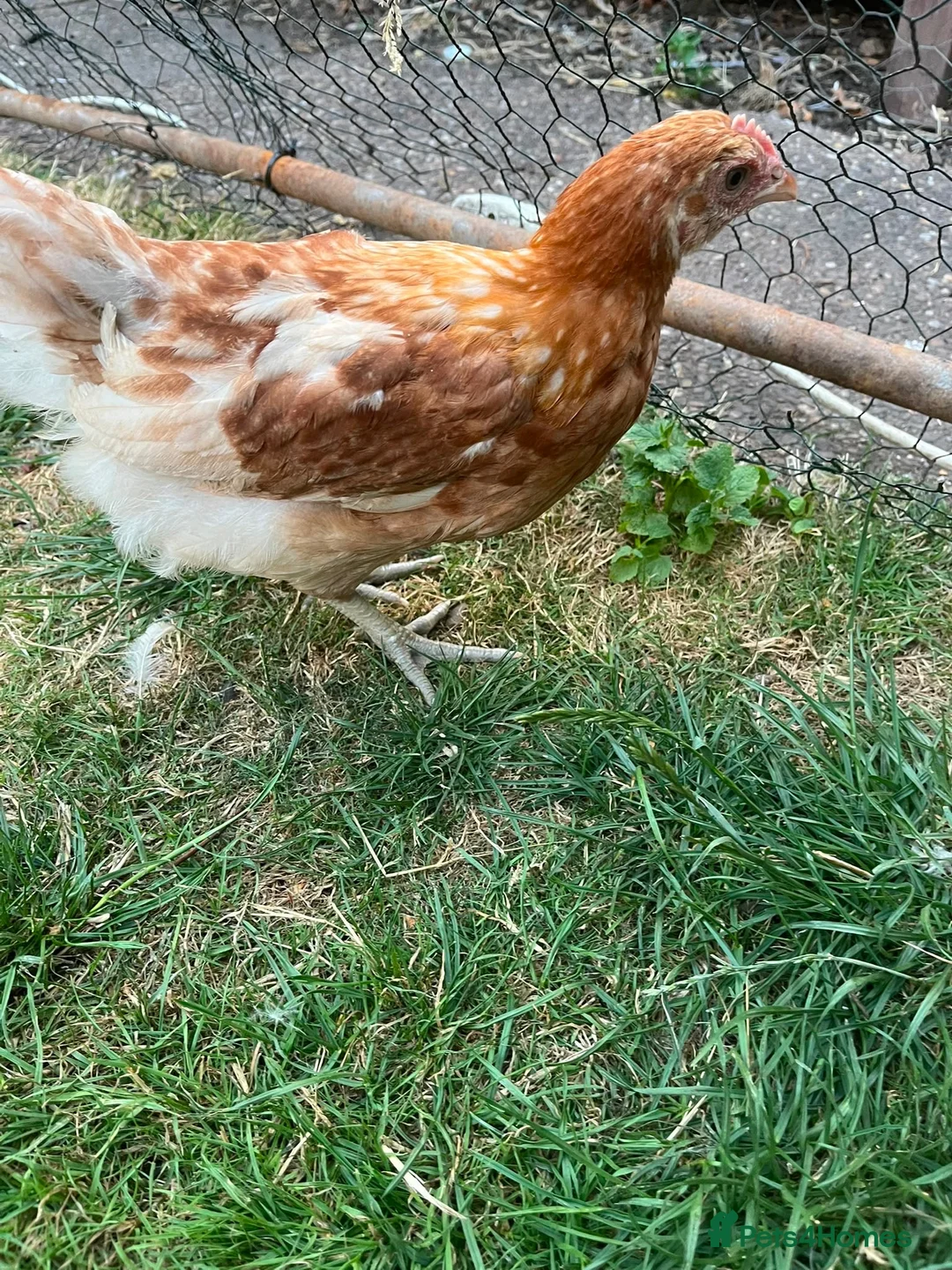 Chickens poultry for sale: Mixed pullets  - Advert 7
