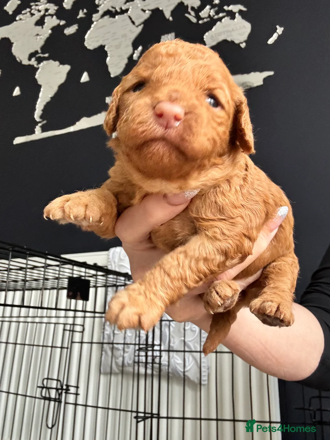 Cockapoo dogs for sale: F1B Pups - Advert 4