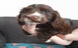 Cocker Spaniel dogs for sale: Beautiful kc reg show cocker puppies Ready Now - Image 5