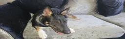 Mixed Breed dogs for sale: Breathtakingly Beautiful EBT Mix Puppy For Sale. - Advert 6
