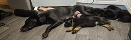 German Shepherd dogs for sale: German Shepard x Labrador pups for sale - Advert 18
