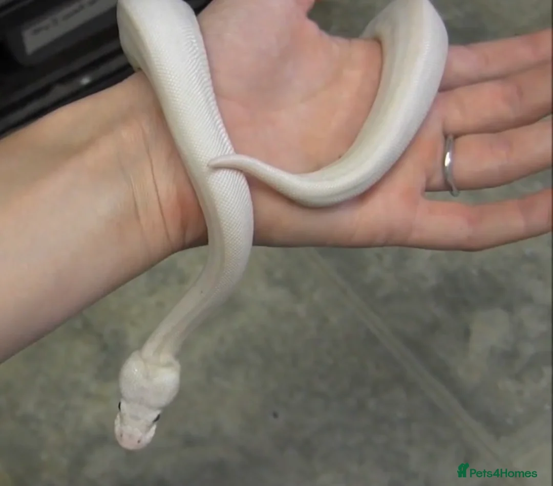 Python Snake reptiles for sale: Blue Eyed Leucistic (Super Mojave) Ball Python in High Wycombe - Advert 4