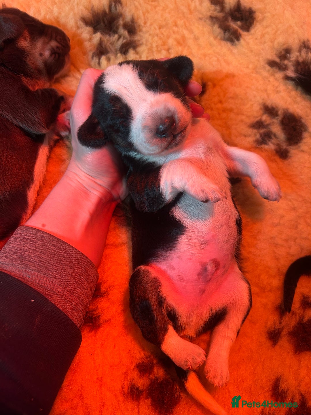 Mixed Breed dogs for sale: Australian Kelpie/Cocker Spaniel Puppies  - Advert 11