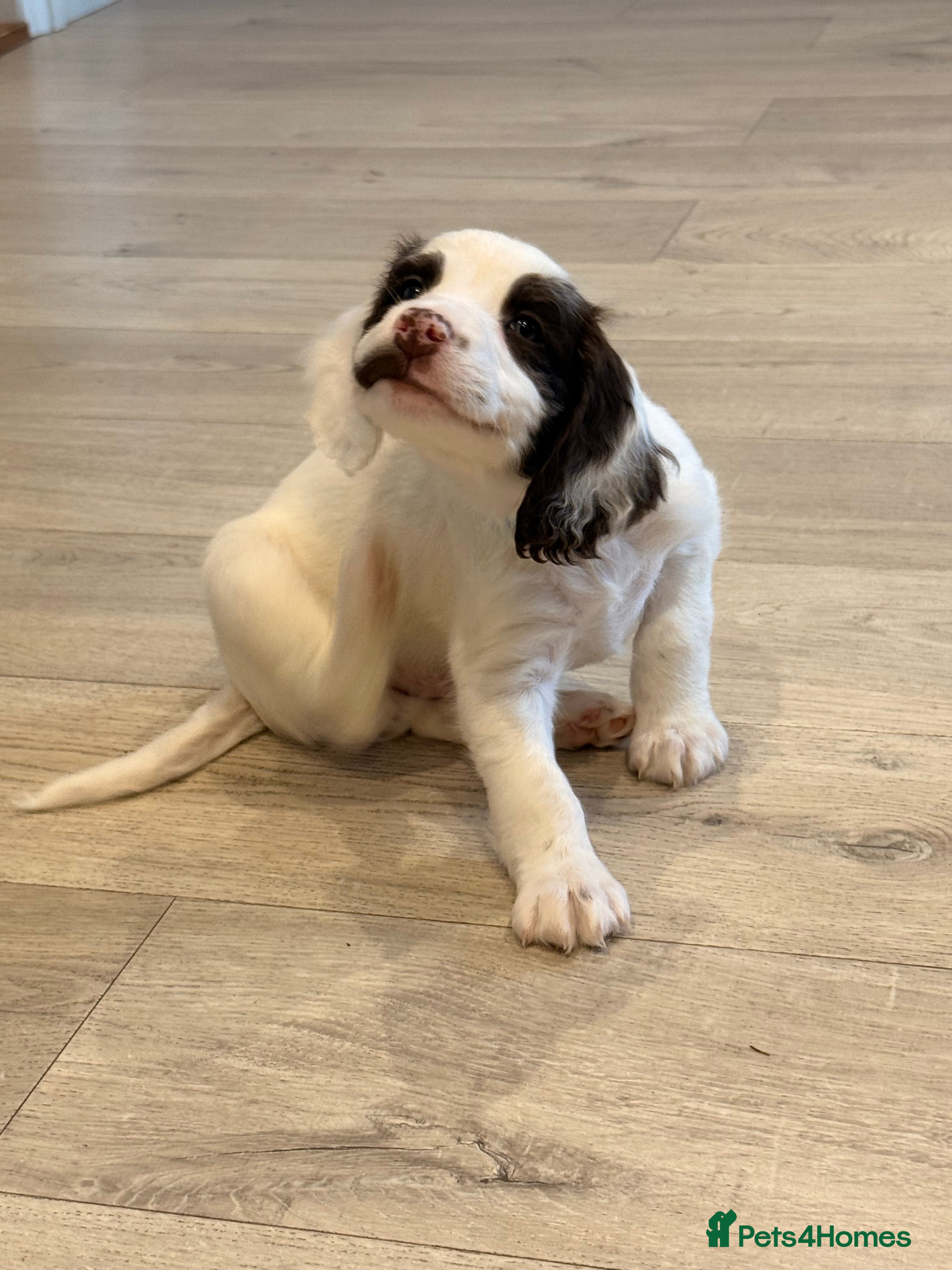 Mixed Breed dogs Cockapoo x English Springer Spaniel  in Holmfirth - Advert 14