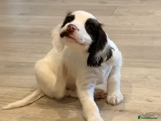 Mixed Breed dogs Cockapoo x English Springer Spaniel in Holmfirth - Advert 14