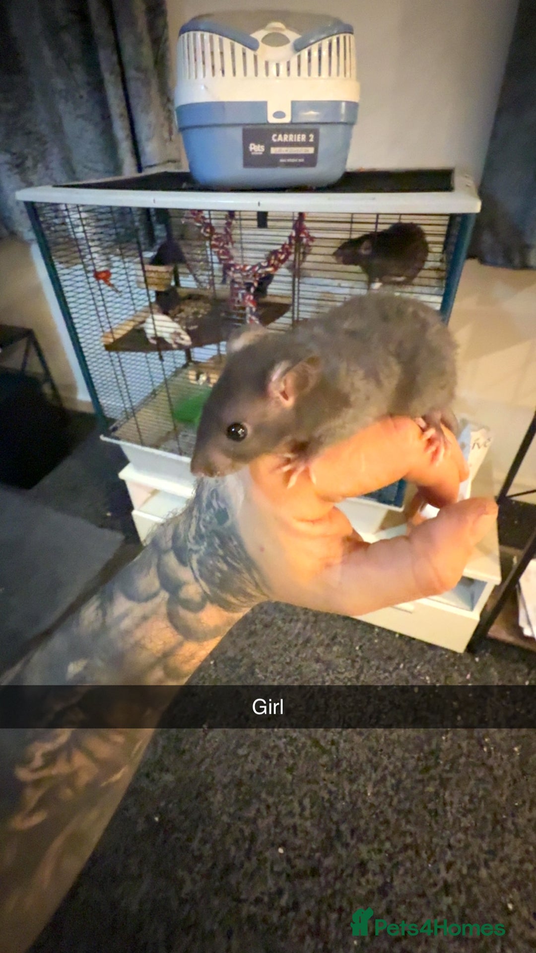 Rat rodents for sale: Rats for sale  - Advert 1