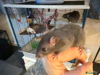 Rat rodents Rats for sale - Advert 1