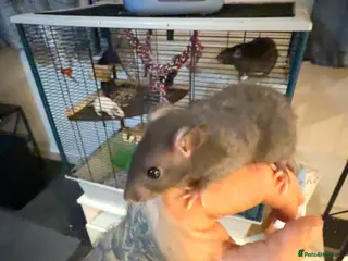 Rat rodents Rats for sale - Advert 17