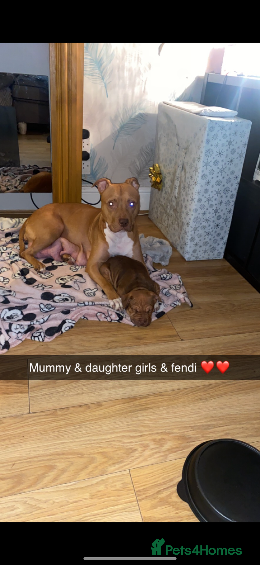 Staffordshire Bull Terrier dogs for sale: Beautiful dog - Image 4