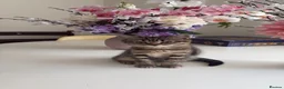British Shorthair cats for sale: British shorthair tabby chocolate  - Advert 2