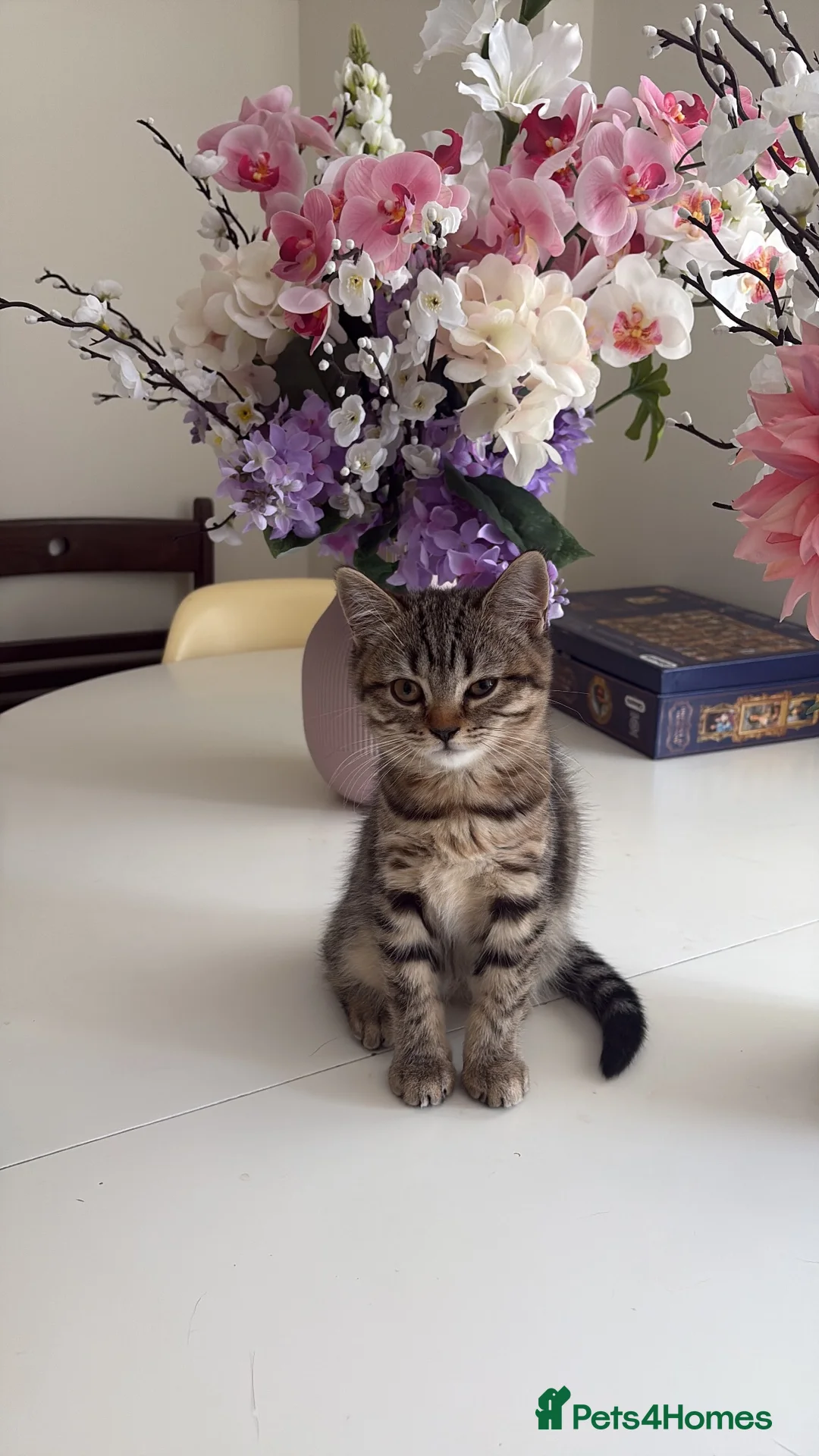 British Shorthair cats for sale: British shorthair tabby chocolate  - Advert 2