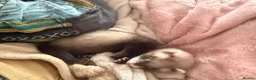 Ferret rodents for sale: Female ferret  in Sheffield - Advert 2