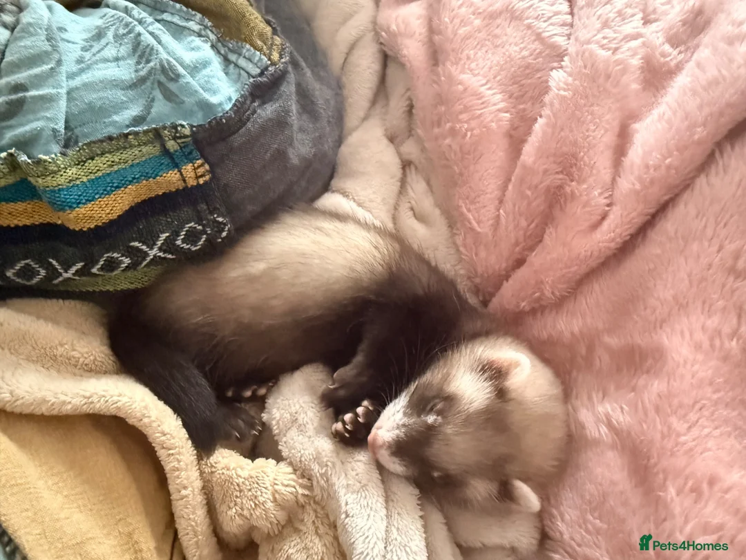 Ferret rodents for sale: Female ferret  in Sheffield - Advert 2
