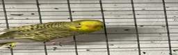 Budgerigars birds for sale: Adult Budgies - Male and Female  - Advert 1