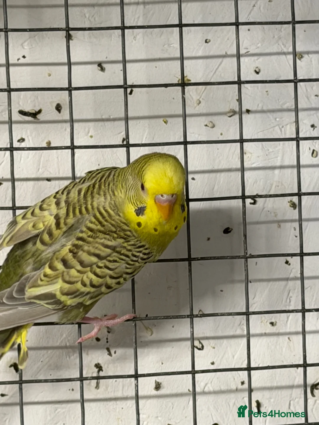 Budgerigars birds for sale: Adult Budgies - Male and Female  - Advert 1