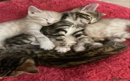 Bengal cats for sale: Bengal Cross Kittens  - Image 11