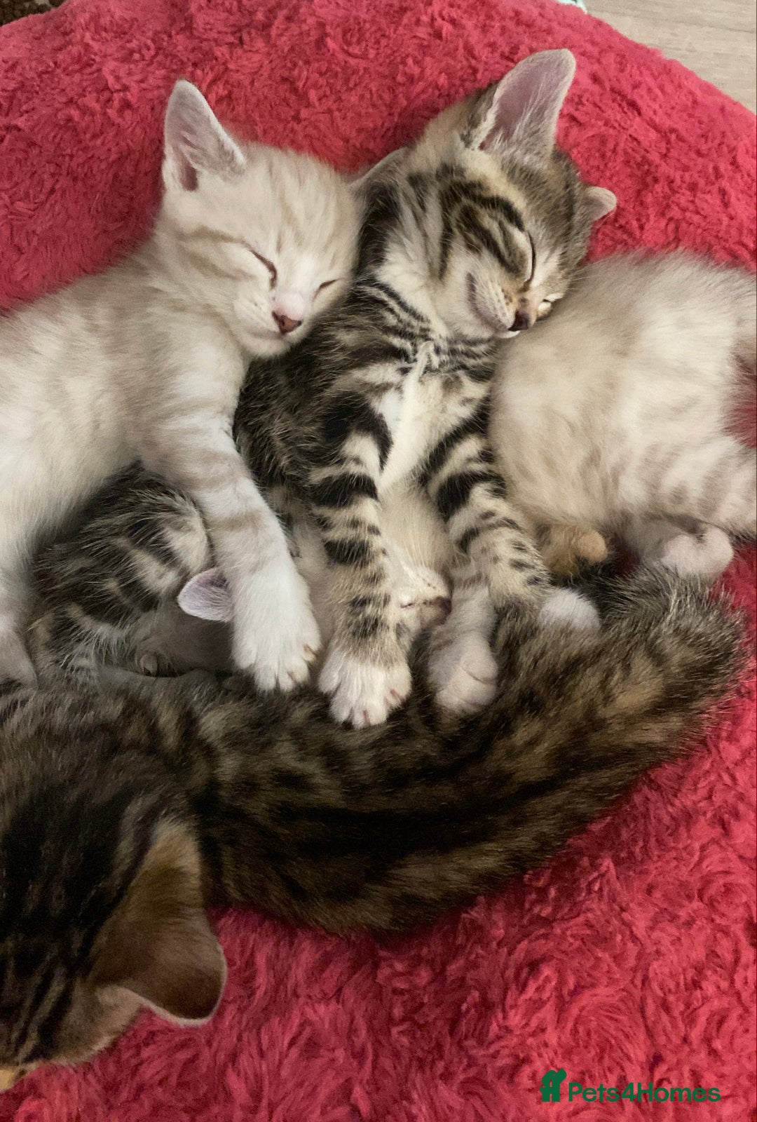 Bengal cats for sale: Bengal Cross Kittens  - Image 11