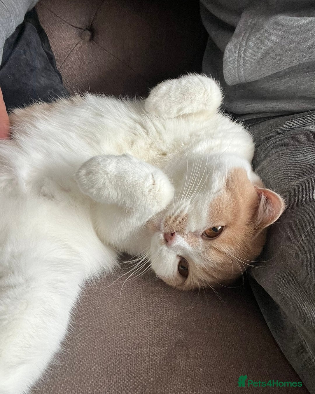 British Shorthair cats for sale: British Shorthair Kitten - Advert 3