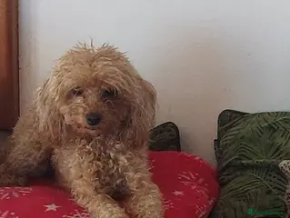 Toy Poodle dogs very lovely toy poodle boy - Advert 4