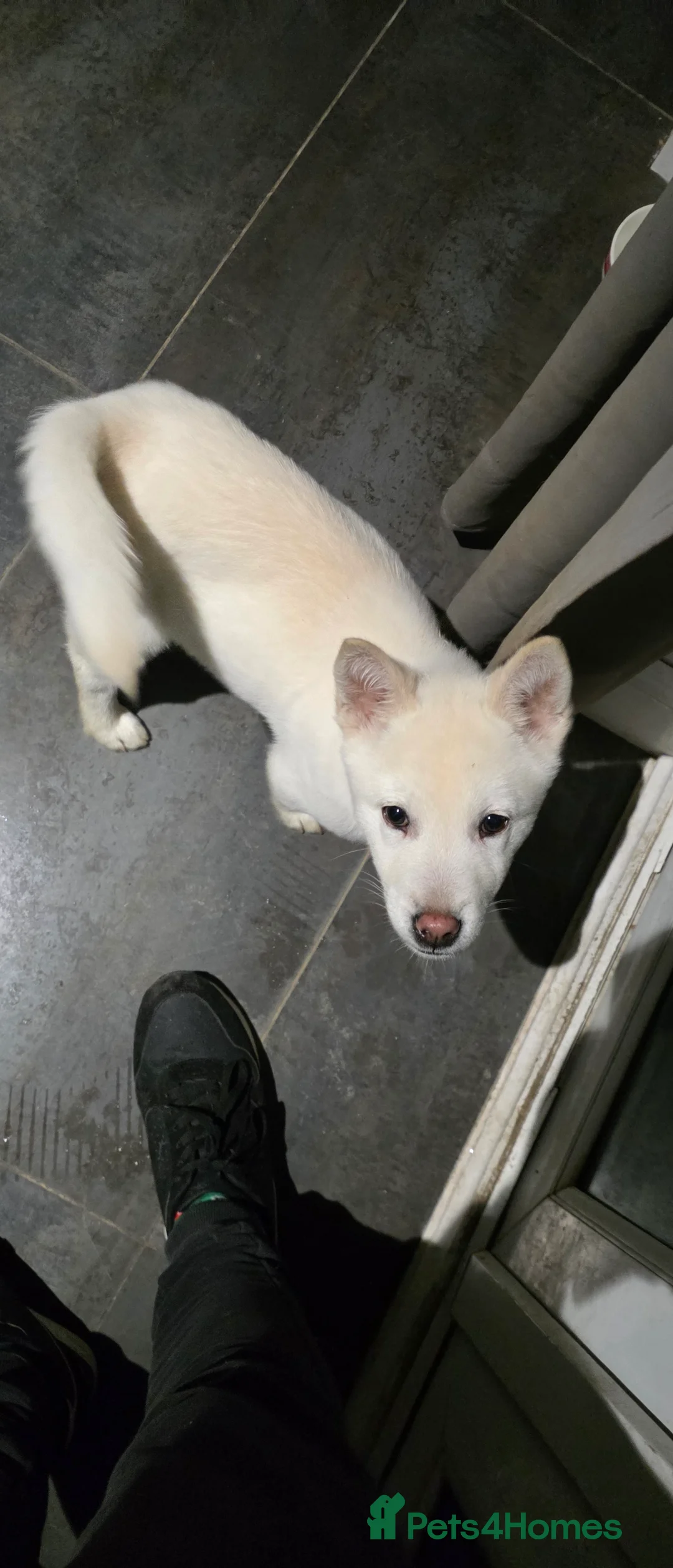 Mixed Breed dogs for sale: adorable male Chowski pup for sale - Advert 4