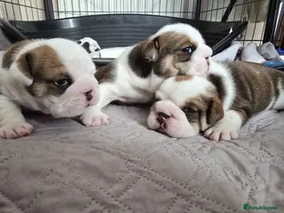 English Bulldog dogs 🐶 🔥KC registered English bulldog puppies✨️🔥 - Advert 3