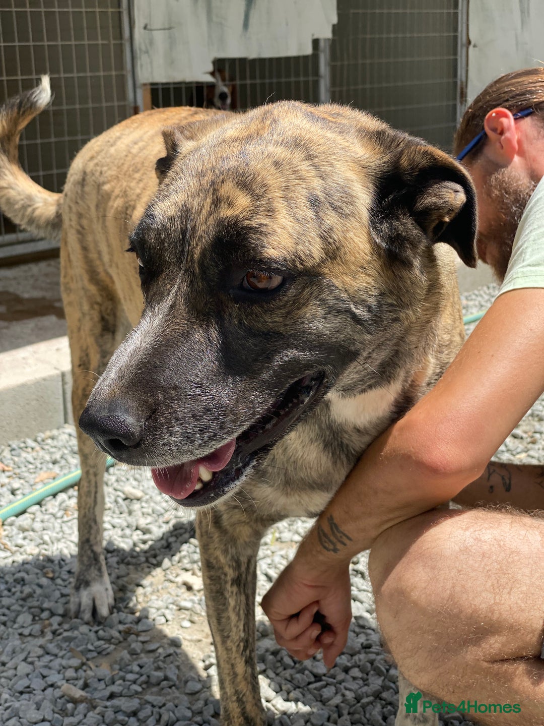 Mixed Breed dogs for adoption: Keira A gentle giant with a goofy grin needs home  - Image 11