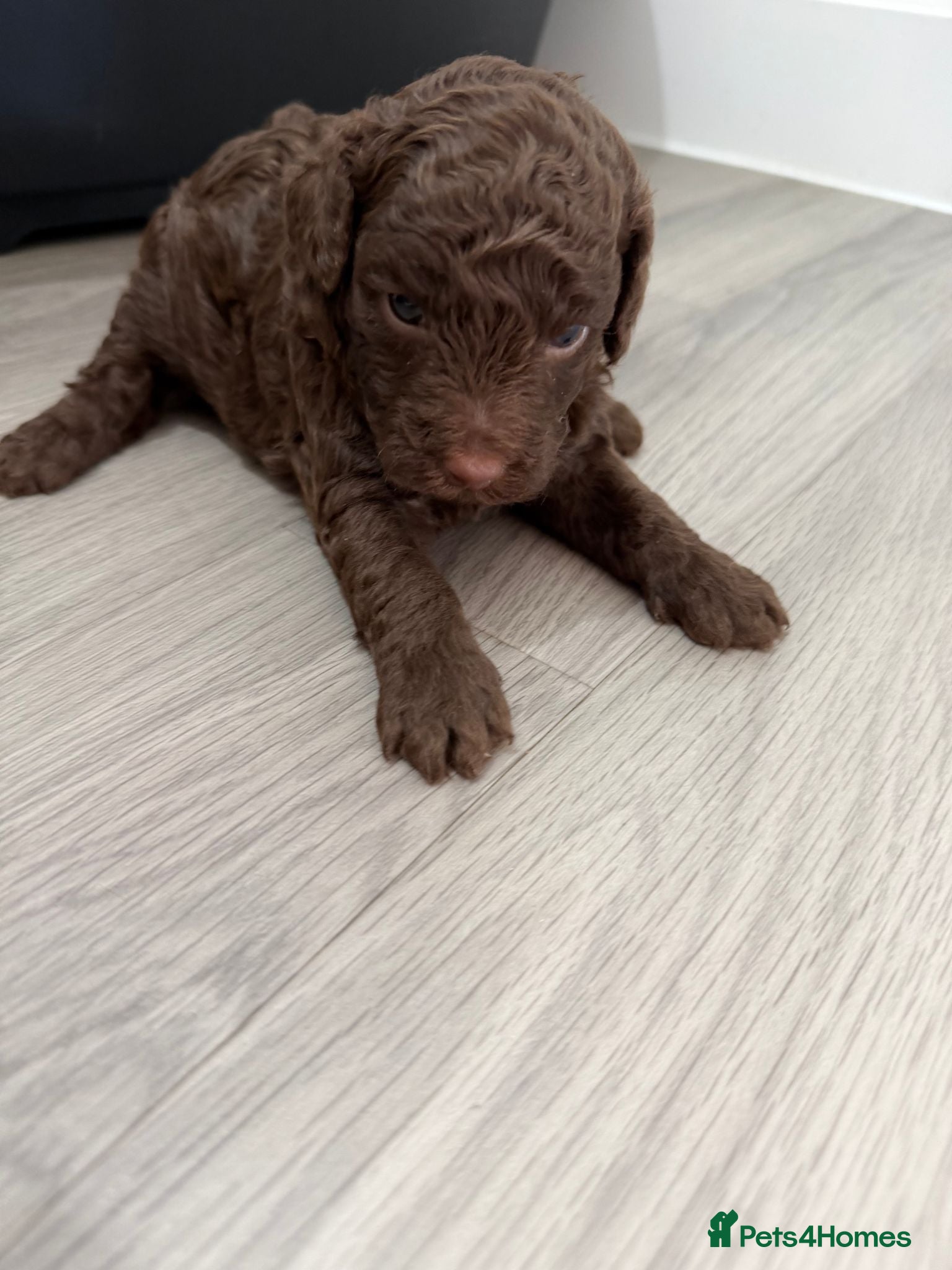 Cockapoo dogs Single Brown Puppy - Advert 2