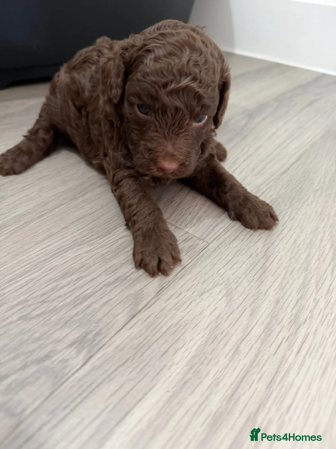 Cockapoo dogs for sale: Single Brown Puppy in Leighton Buzzard - Advert 2