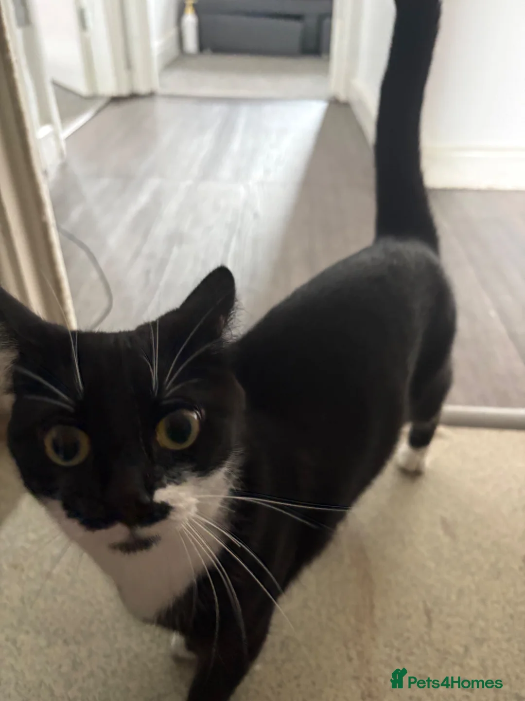 Mixed Breed cats for sale: Tabby kitten ready to leave - Advert 4