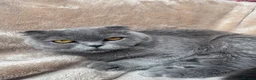 Scottish Fold cats for sale: Sccotish fold for sale - Advert 7